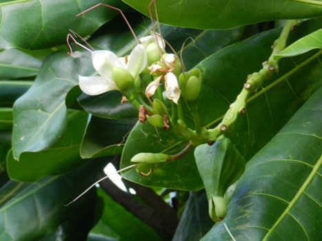 Ảnh:[-]Bàng[-]vuông[-]100[-]tuổi[-]nở[-]muộn[-]trên[-]đảo[-]Lý[-]Sơn